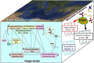 Model Simulations of a Mesocosm Experiment Investigating the Response of a Low Nutrient Low Chlorophyll (LNLC) Marine Ecosystem to Atmospheric Deposition Events